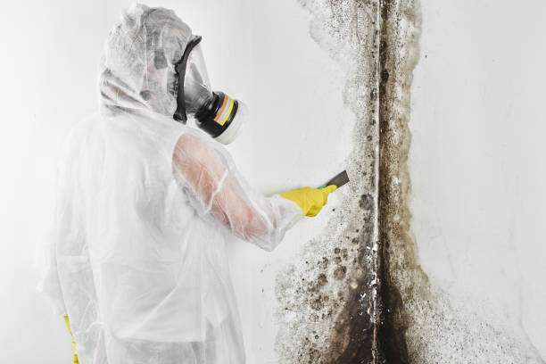 Environmental Consulting for Mold Prevention